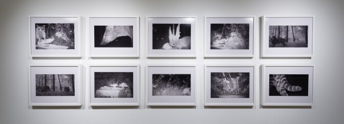 Dana Sherwood, C-Prints, 2016