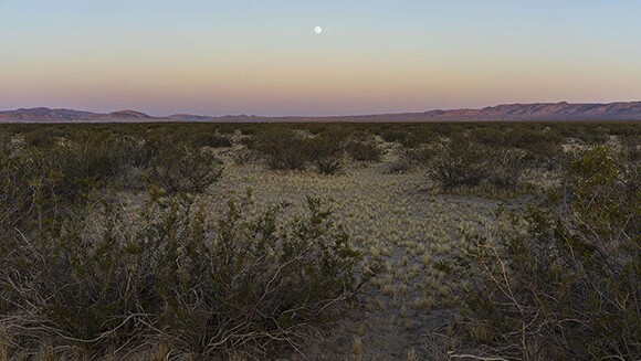 creosote_stringfellow
