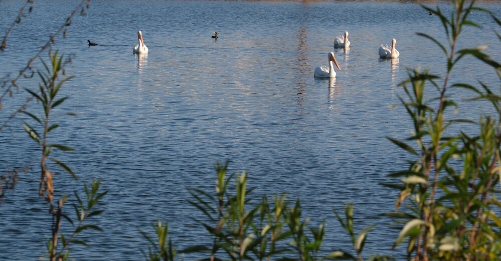 sepulveda_basin_1_.jpg