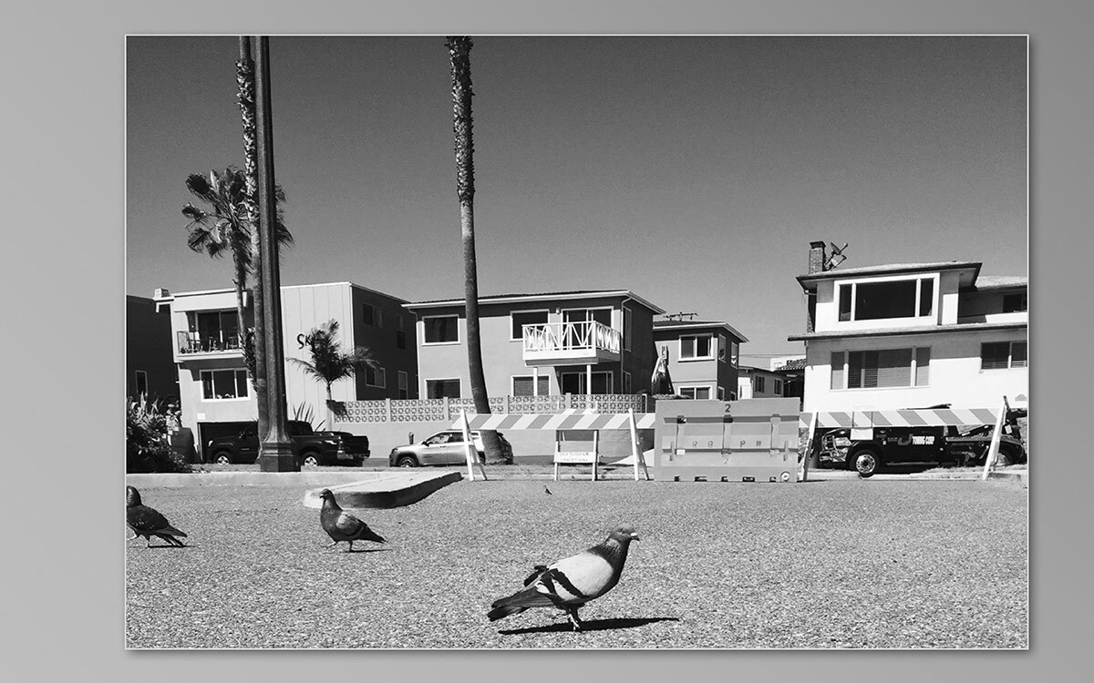 A black and white photo of a pigeon among palm trees by UCI Art photography student Brenna Chiaramonte. Taught by art professor Shelby Roberts. | Courtesy of UCI Claire Trevor School of the Arts