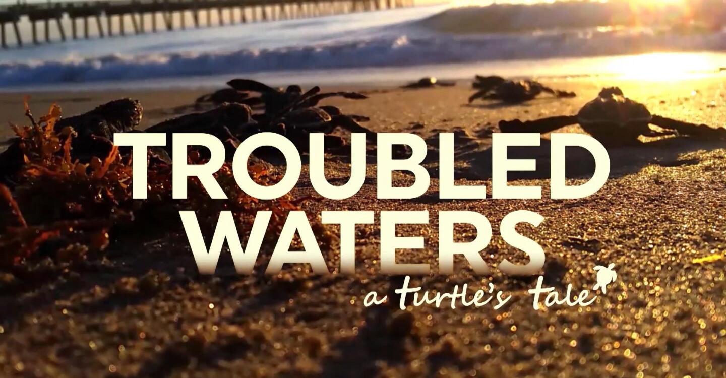 Promotional image for "Trouble Waters: A Turtle's Tale."