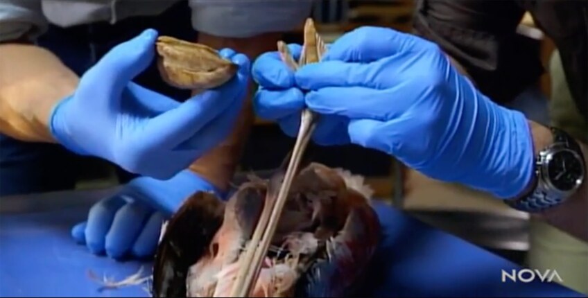 Scientists compare a dinosaur bone to a bird's foot